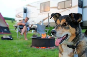 Ein Hund sitzt auf einem Campingplatz vor einem Wohnwagen.